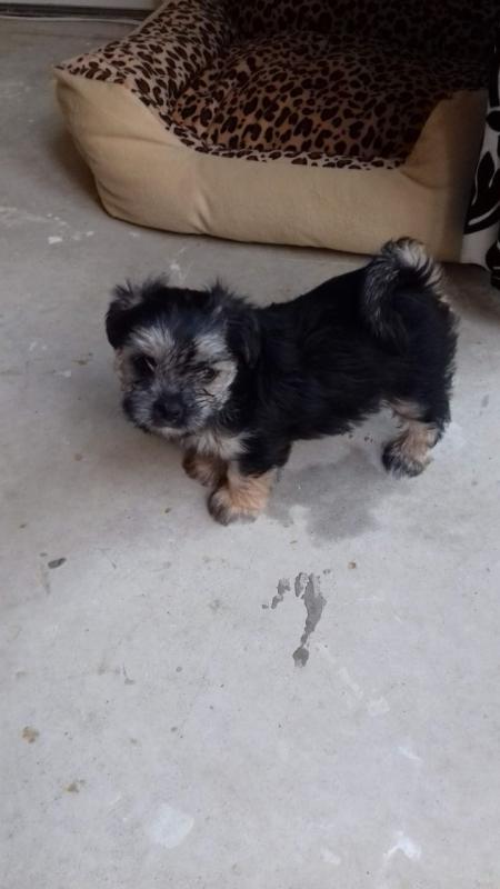 Morkie Pups For Sale text (437) 370-5674 Image eClassifieds4u
