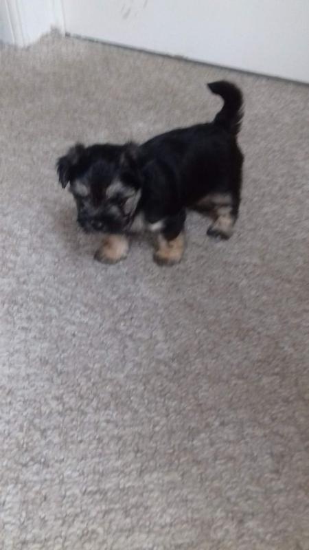 Morkie Pups For Sale text (437) 370-5674 Image eClassifieds4u
