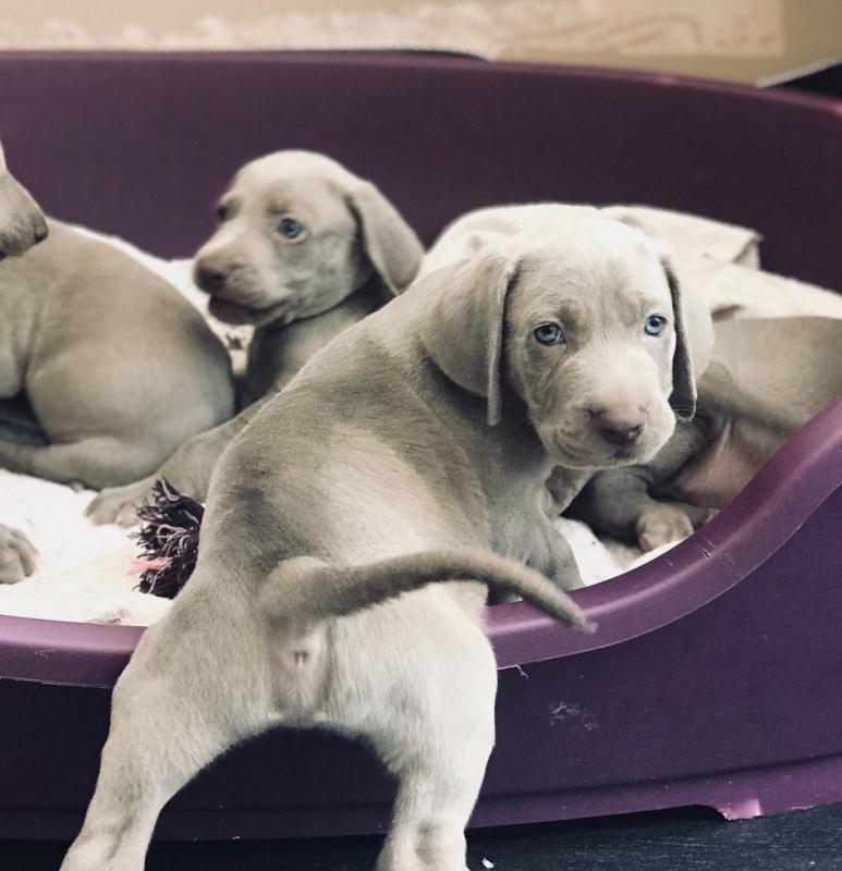 Outstanding Kc Weimaraners text (437) 370-5674 Image eClassifieds4u