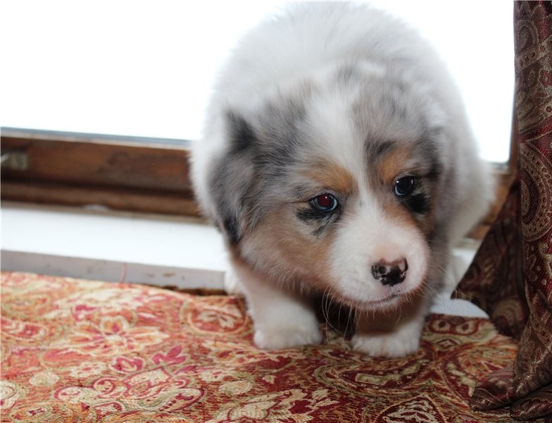 Pure Bred CKc Reg Australian Shepherd Puppies for Adoption *** Image eClassifieds4u
