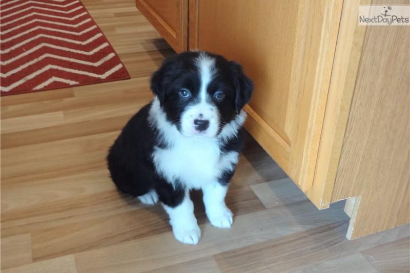 Pure Bred CKc Reg Australian Shepherd Puppies for Adoption *** Image eClassifieds4u