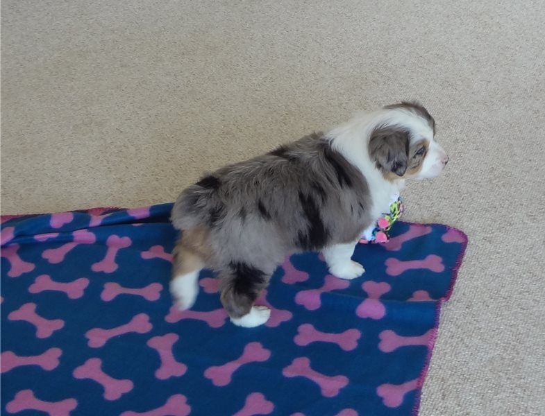 Pure Bred CKc Reg Australian Shepherd Puppies for Adoption *** Image eClassifieds4u