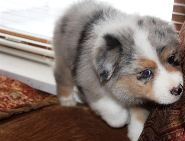 Pure Bred CKc Reg Australian Shepherd Puppies for Adoption *** Image eClassifieds4u