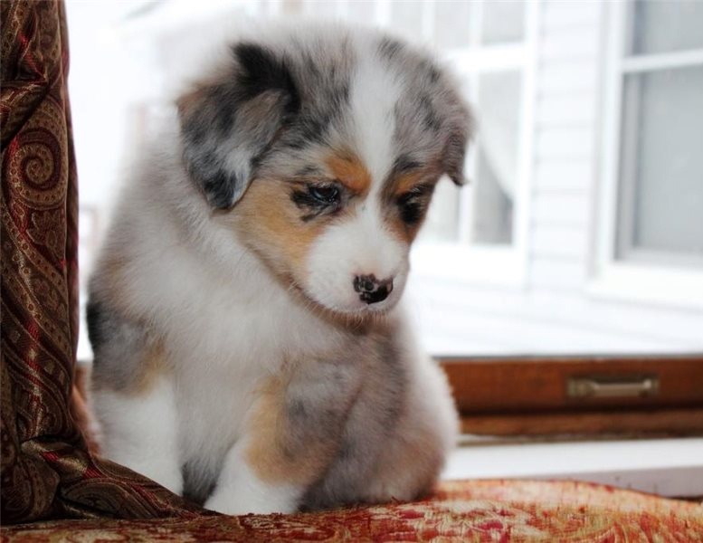 Pure Bred CKc Reg Australian Shepherd Puppies for Adoption *** Image eClassifieds4u