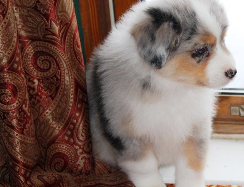 Pure Bred CKc Reg Australian Shepherd Puppies for Adoption *** Image eClassifieds4u