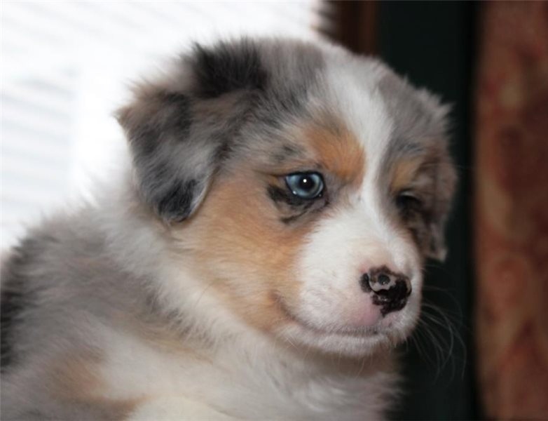 Pure Bred CKc Reg Australian Shepherd Puppies for Adoption *** Image eClassifieds4u