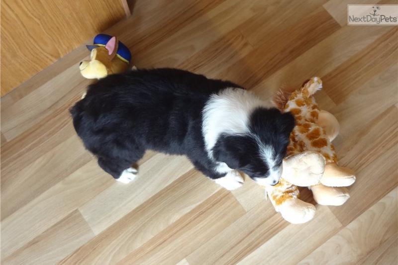 Pure Bred CKc Reg Australian Shepherd Puppies for Adoption *** Image eClassifieds4u