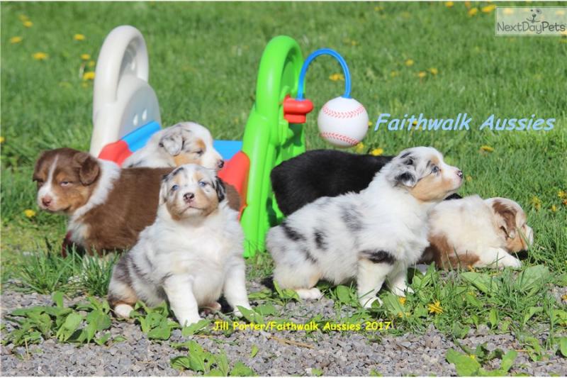 Pure Bred CKc Reg Australian Shepherd Puppies for Adoption *** Image eClassifieds4u