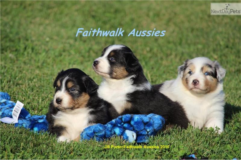 Pure Bred CKc Reg Australian Shepherd Puppies for Adoption *** Image eClassifieds4u