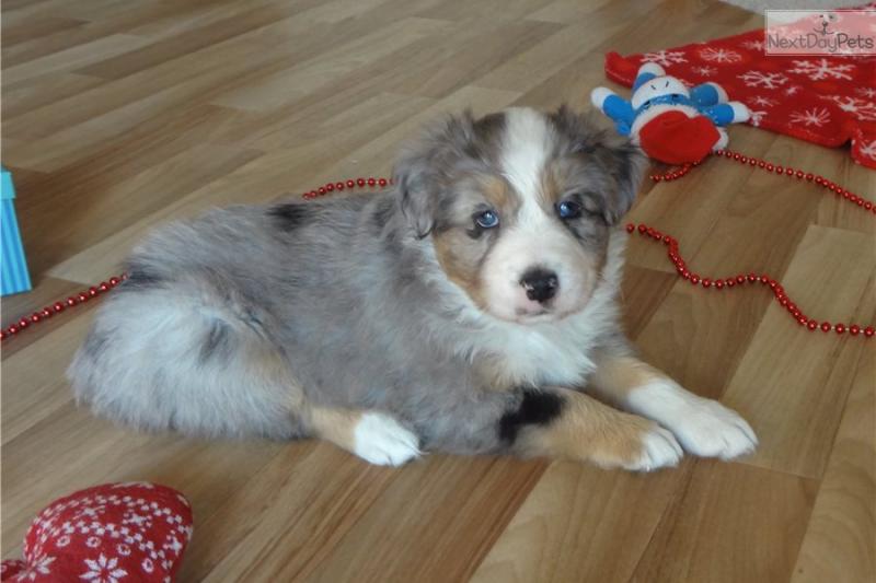 Pure Bred CKc Reg Australian Shepherd Puppies for Adoption *** Image eClassifieds4u
