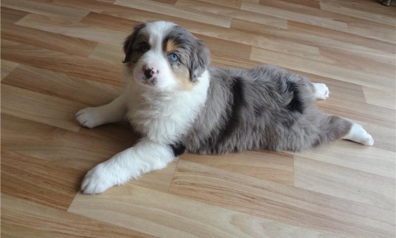 Pure Bred CKc Reg Australian Shepherd Puppies for Adoption *** Image eClassifieds4u