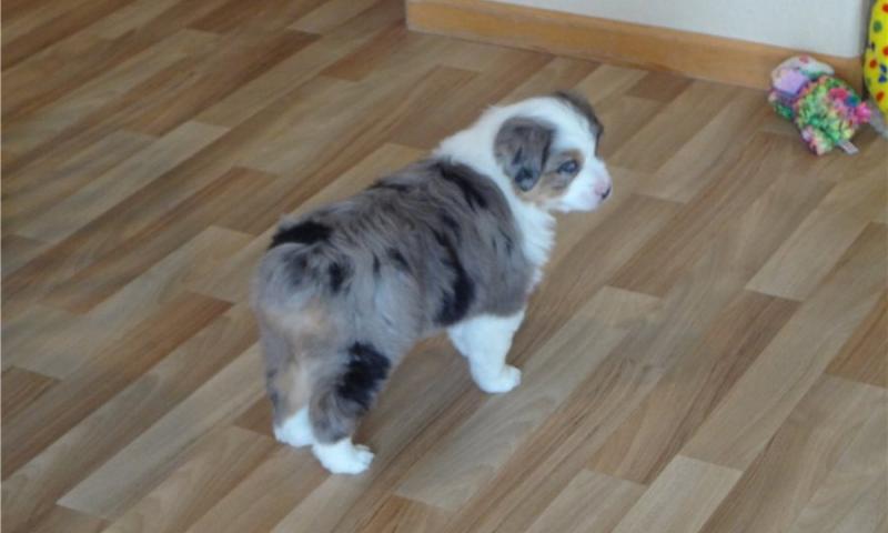 Pure Bred CKc Reg Australian Shepherd Puppies for Adoption *** Image eClassifieds4u