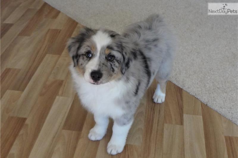 Pure Bred CKc Reg Australian Shepherd Puppies for Adoption *** Image eClassifieds4u