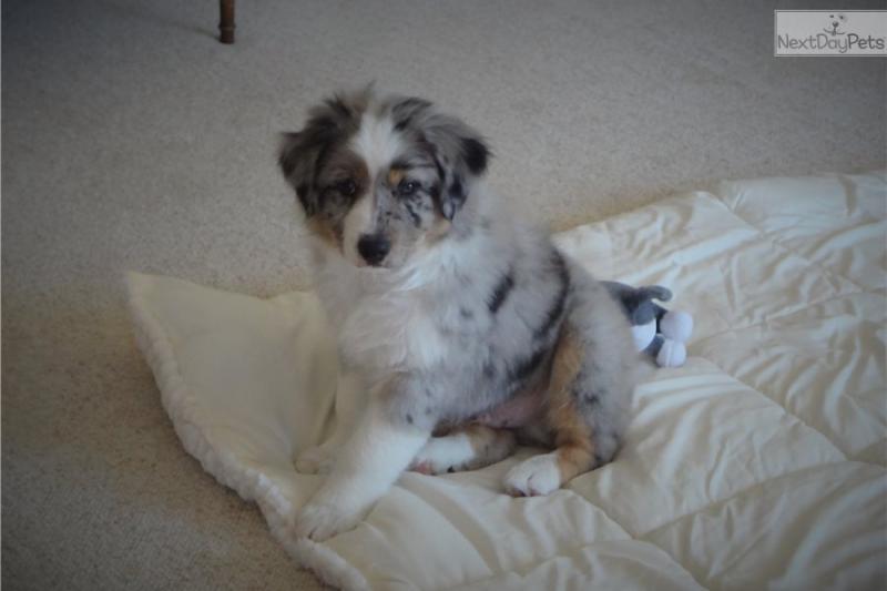 Pure Bred CKc Reg Australian Shepherd Puppies for Adoption *** Image eClassifieds4u