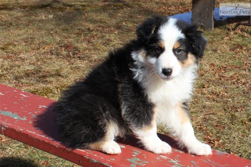 Pure Bred CKc Reg Australian Shepherd Puppies for Adoption *** Image eClassifieds4u