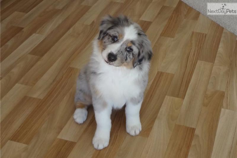 Pure Bred CKc Reg Australian Shepherd Puppies for Adoption *** Image eClassifieds4u