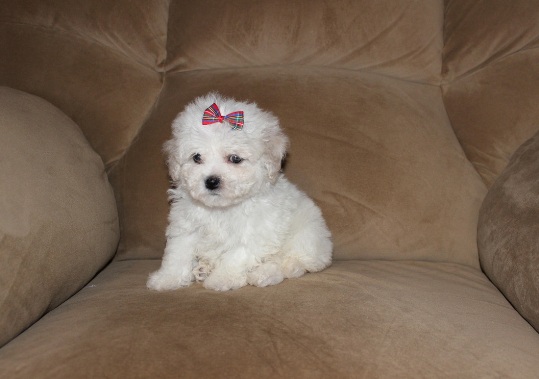 Ready Now Bichon Frise Puppys text (437) 370-5674 Image eClassifieds4u