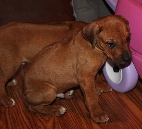 Rhodesian Ridgeback Puppies text (437) 370-5674 Image eClassifieds4u