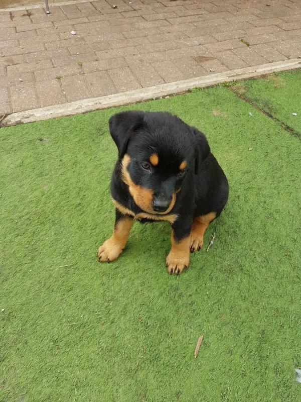 Rottweiler Pup Kc Regesterd Fully Vaccinated text (437) 370-5674 Image eClassifieds4u
