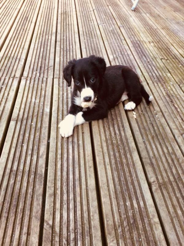 Saluki Puppies text (437) 370-5674 Image eClassifieds4u