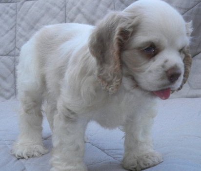 Stunning American er Spaniel Puppies For Sale. text (437) 370-5674 Image eClassifieds4u