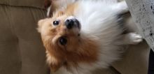 Pomeranian Maltese Mix Looking for new home Image eClassifieds4u 3