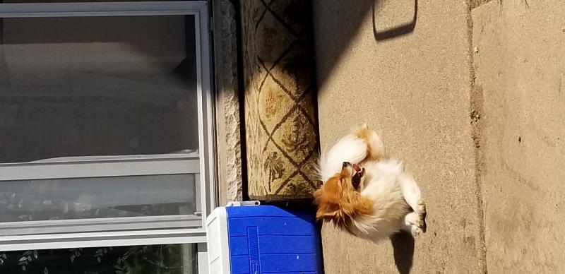 Pomeranian Maltese Mix Looking for new home Image eClassifieds4u