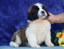 cute n lovely 2 Saint Bernard Puppies For Sale Puppies For Sale TEXT ONLY (317) 939 3419