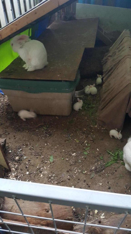 Baby Bunnies- Florida White Image eClassifieds4u