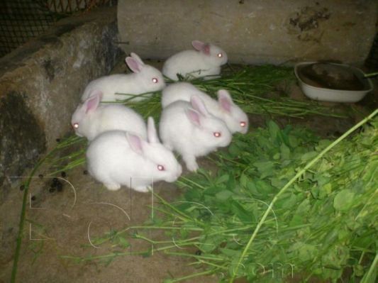 Baby Bunnies- Florida White Image eClassifieds4u