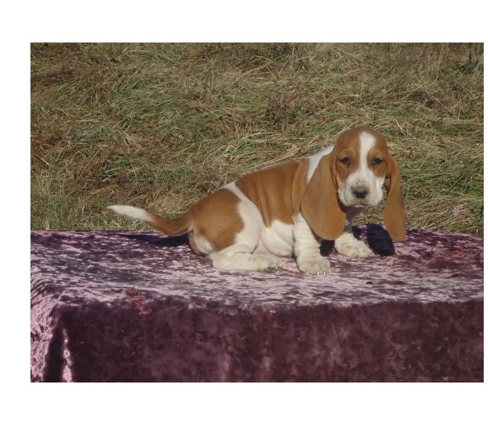 cute n lovely Basset Hound Puppies For Sale TEXT ONLY (317) 939 3419 Image eClassifieds4u