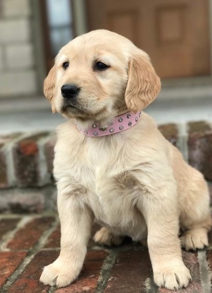 cute n lovely Golden Retriever Puppies For Sale TEXT ONLY (317) 939 3419 Image eClassifieds4u