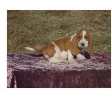 cute n lovely Basset Hound Puppies For Sale TEXT ONLY (317) 939 3419 Image eClassifieds4U