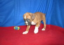 lovely n cute Boxer Puppies For Sale TEXT ONLY (317) 939 3419