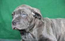 lovely n cute Cane Corso Puppies For Sale TEXT ONLY (317) 939 3419