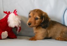 lovely n cute Dachshund Puppies For Sale TEXT ONLY (317) 939 3419