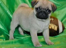 Top quality Pug Puppies For Sale TEXT ONLY (317) 939 3419