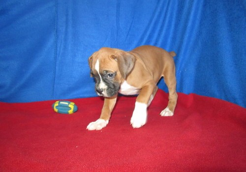 lovely n cute Boxer Puppies For Sale TEXT ONLY (317) 939 3419 Image eClassifieds4u