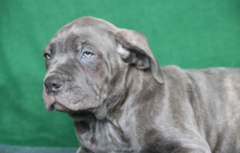 lovely n cute Cane Corso Puppies For Sale TEXT ONLY (317) 939 3419 Image eClassifieds4u