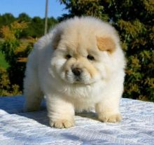 2 CKc Registered Chow Puppies Champion Sired *** text (437) 370-5674