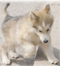 2 male n female Wolf Hybrid Puppies For Sale TEXT ONLY (317) 939 3419