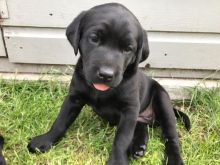 4 Beautiful Kc Registered Black Labrador Pups
