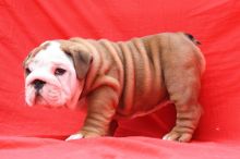 Adorable, Amazing English Bulldog Puppy Available! Superior Quality! text (437) 370-5674