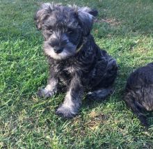 Adorable Minature Schnauzer Puppies text (437) 370-5674