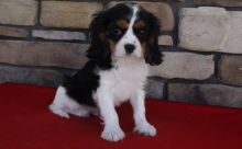 beautiful Cavalier King Charles Spaniel Puppies For Sale TEXT ONLY (317) 939 3419