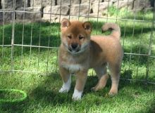 Beautiful Kc Registered Shiba Inu Puppies**** text (437) 370-5674