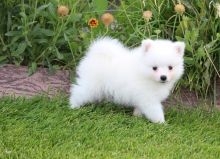 beautiful male and female American Eskimo puppies for sale TEXT ONLY (317) 939 3419