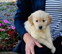 beautiful male and female Golden Retriever puppies for sale TEXT ONLY (317) 939 3419