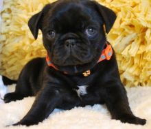 beautiful male and female Pug Puppies For Sale TEXT ONLY (317) 939 3419