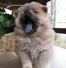 Chunky Chow Chow Puppies ****text (437) 370-5674